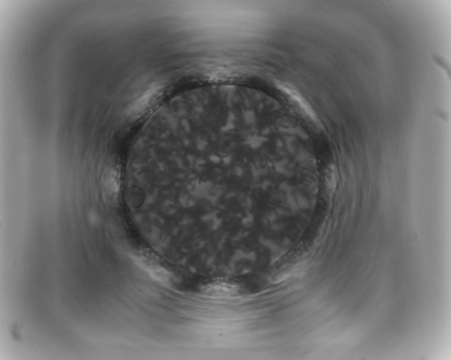 X0000099430691200805091250