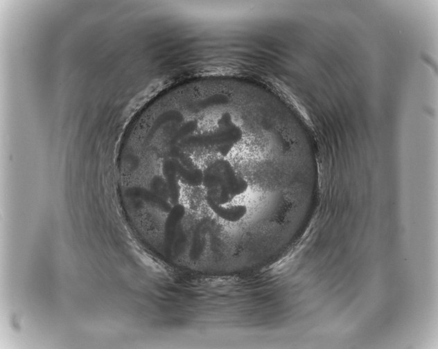X0000099430721200805091249