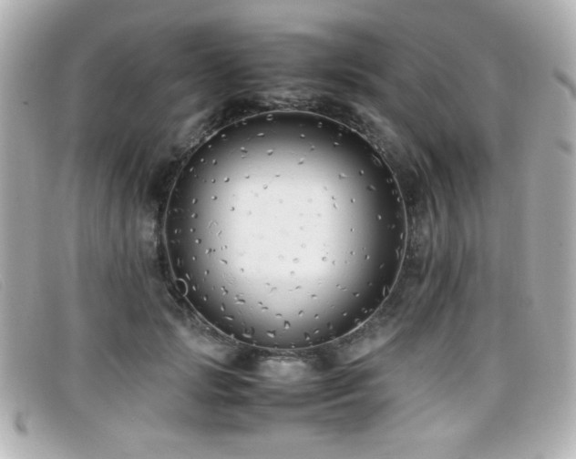 X0000099430749200805091250