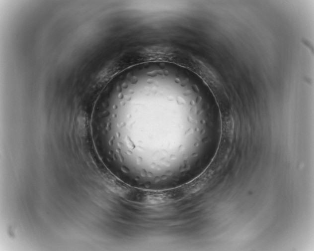 X0000099430757200805091250