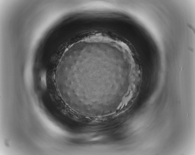 X0000099430765200805091250