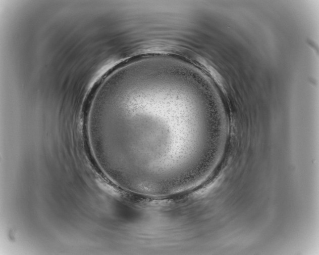 X0000099430779200805091249