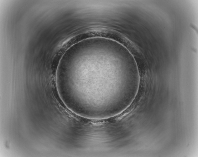 X0000099430822200805091248