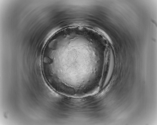 X0000099430855200805091248