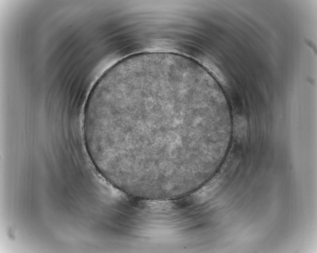 X0000099430856200805091249