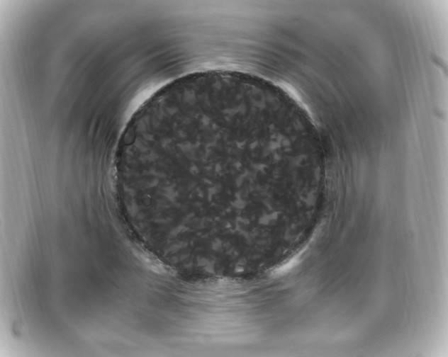 X0000099430879200805091248