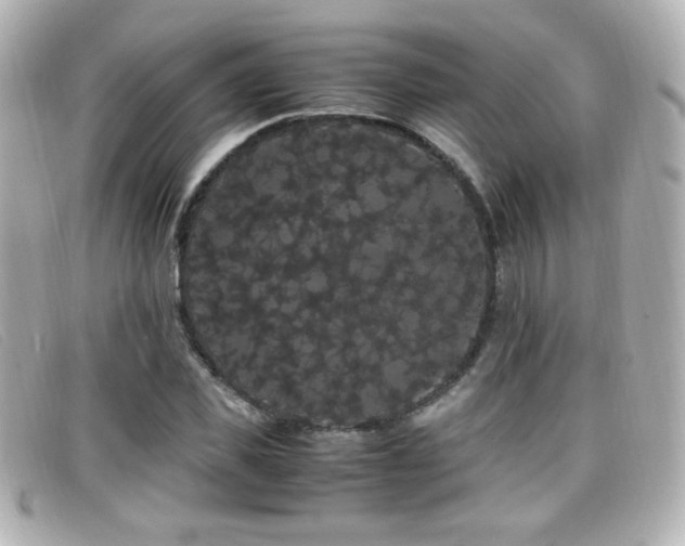 X0000099430925200805091247