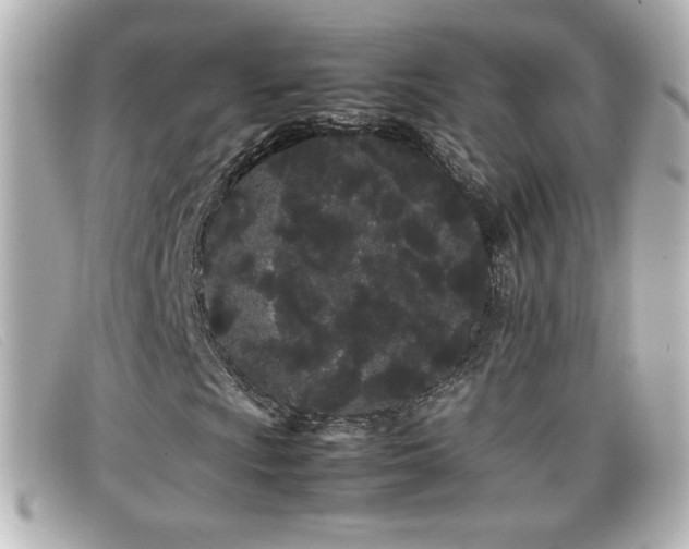 X0000099431009200805091245