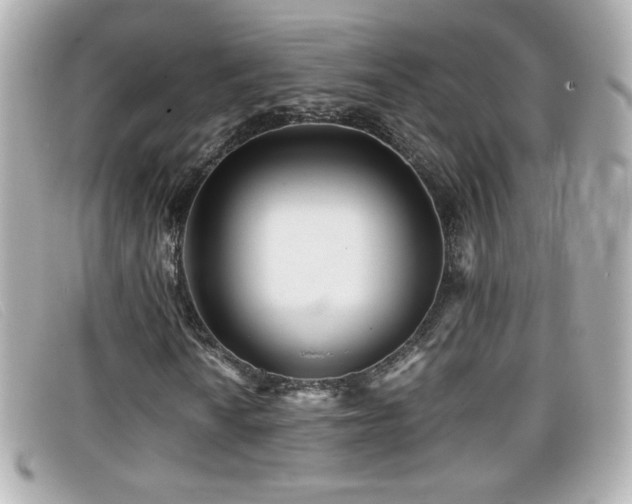 X0000099431010200805091245