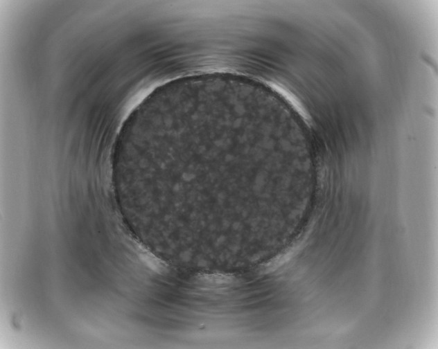 X0000099431023200805091245