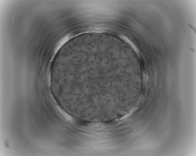X0000099431083200805091245
