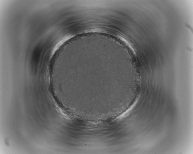 X0000099431117200805091244