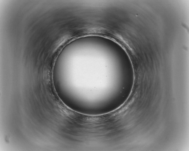 X0000099431211200805091243