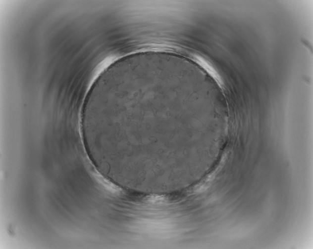 X0000099431283200805091242