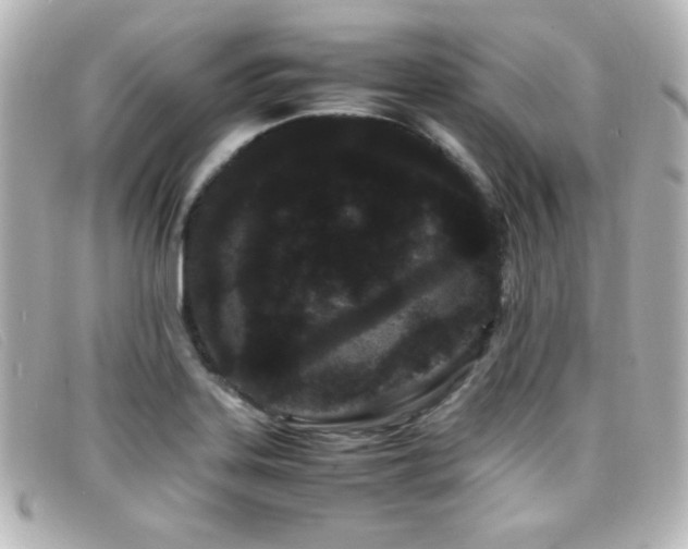 X0000099431323200805091242