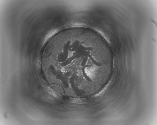 X0000099431405200805091240