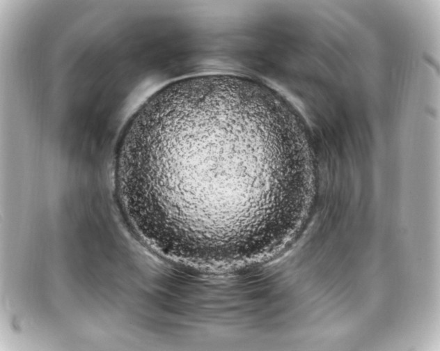 X0000099431415200805091240