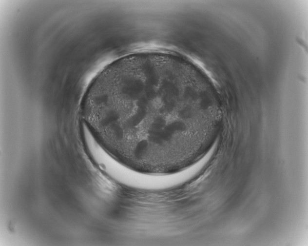 X0000099431463200805091240