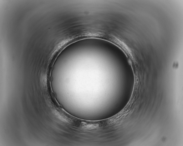 X0000099430155200805161118
