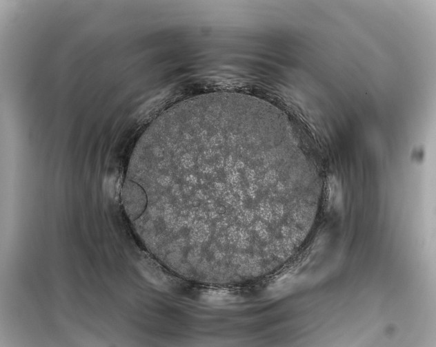 X0000099430177200805161119