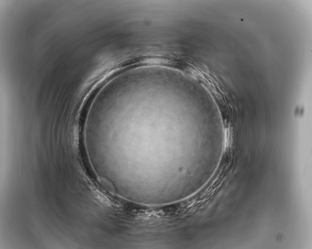 X0000099430243200805161117