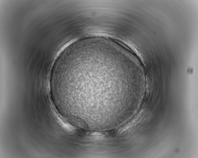 X0000099430390200805161115