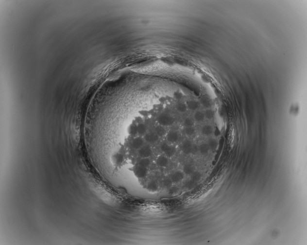 X0000099430402200805161115