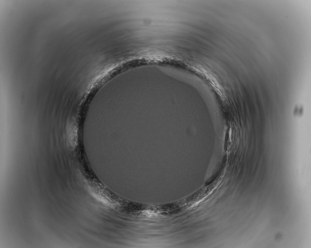 X0000099430496200805161114
