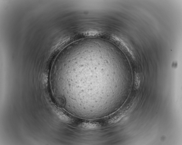 X0000099430545200805161113