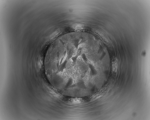 X0000099430618200805161112