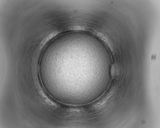 X0000099430625200805161111