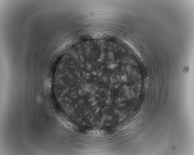 X0000099430691200805161110