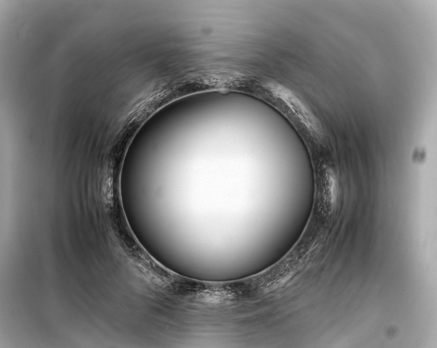 X0000099430696200805161110