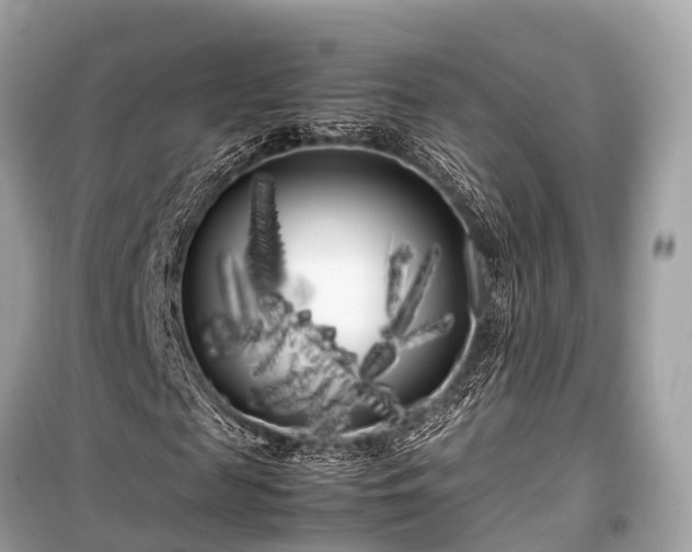 X0000099430817200805161108