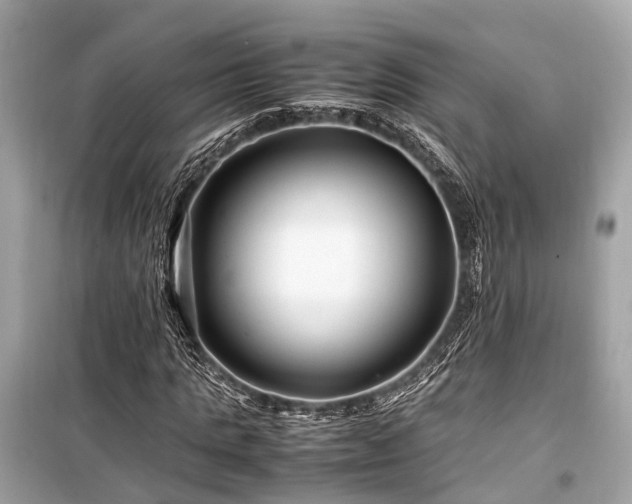 X0000099430821200805161108