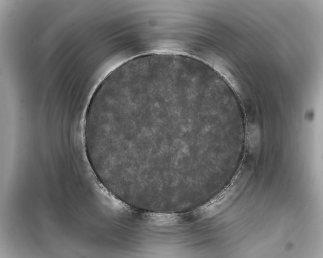 X0000099430856200805161108