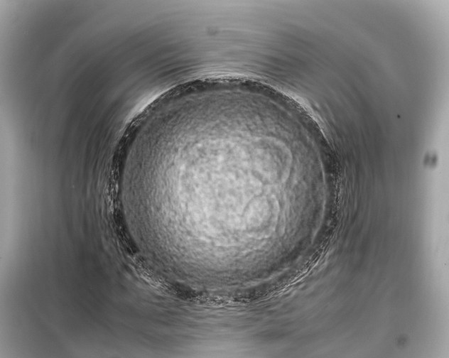 X0000099430871200805161108
