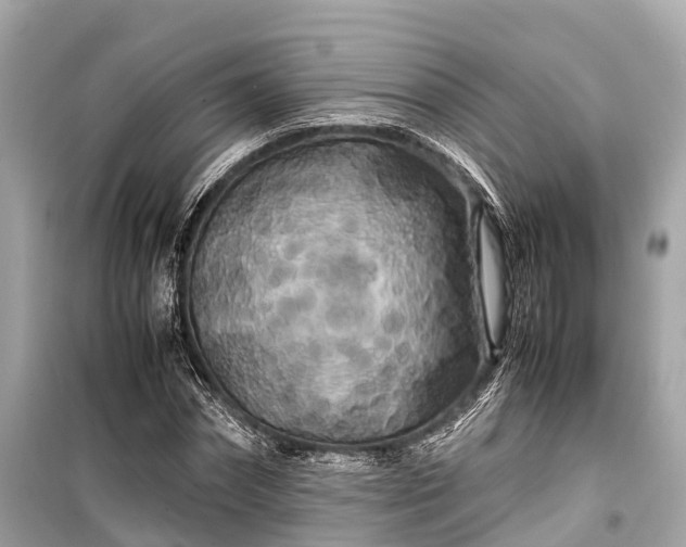 X0000099430874200805161108