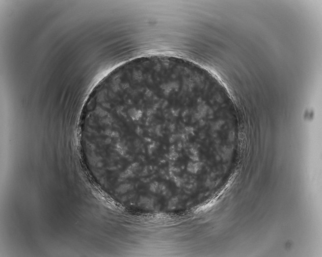 X0000099430879200805161108