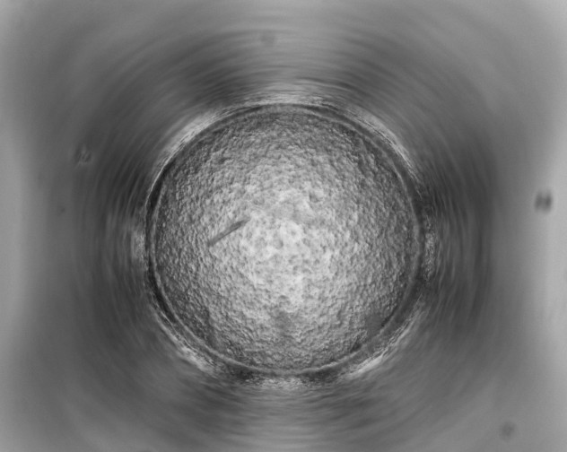 X0000099430882200805161108