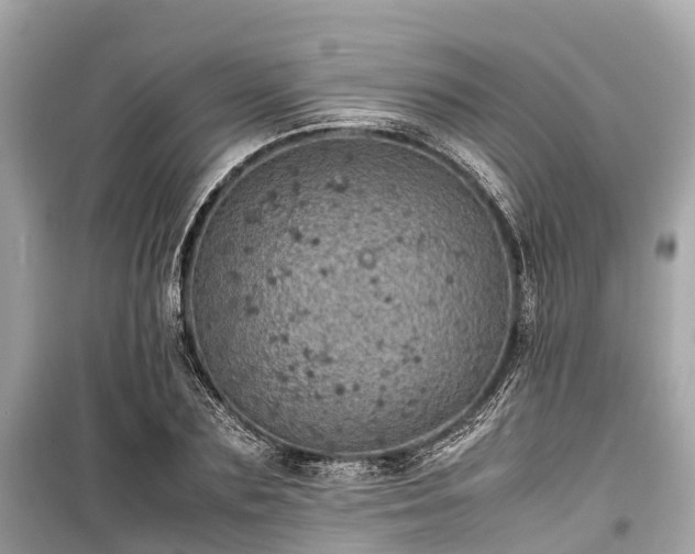 X0000099430883200805161108