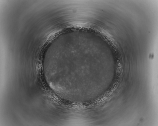 X0000099430918200805161106