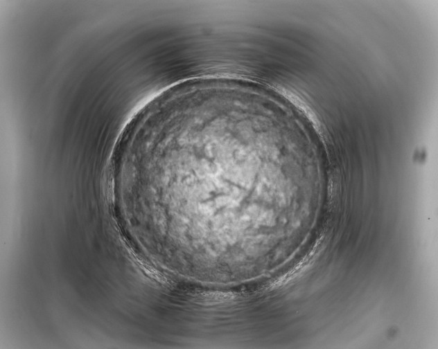 X0000099430925200805161106