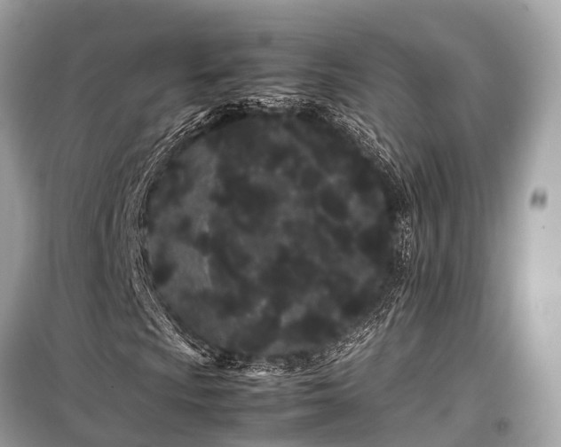 X0000099431009200805161105