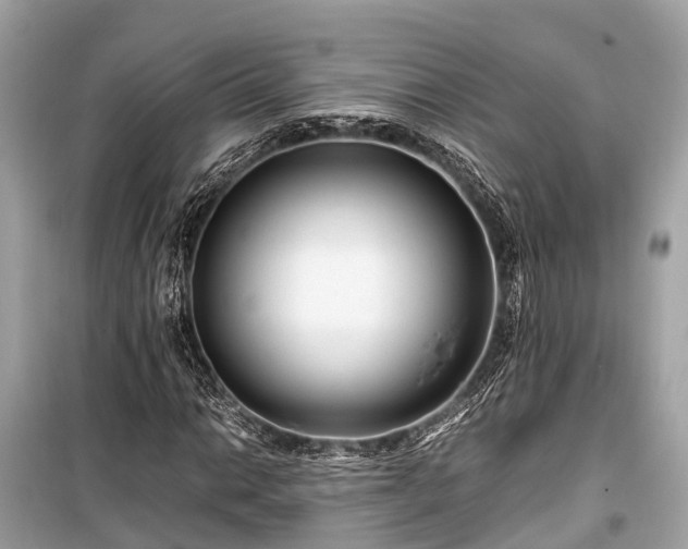 X0000099431014200805161105