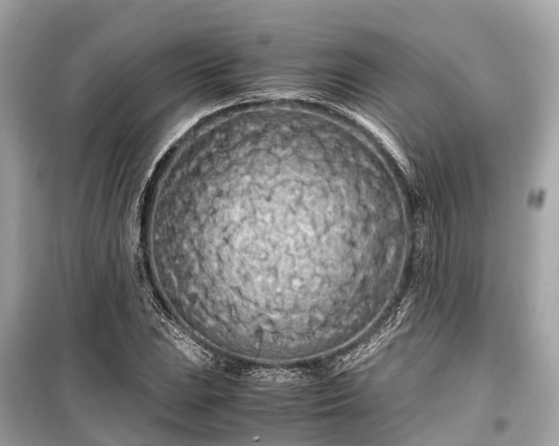 X0000099431023200805161105