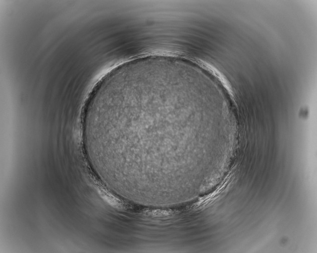 X0000099431027200805161105