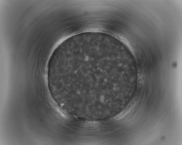X0000099431035200805161105