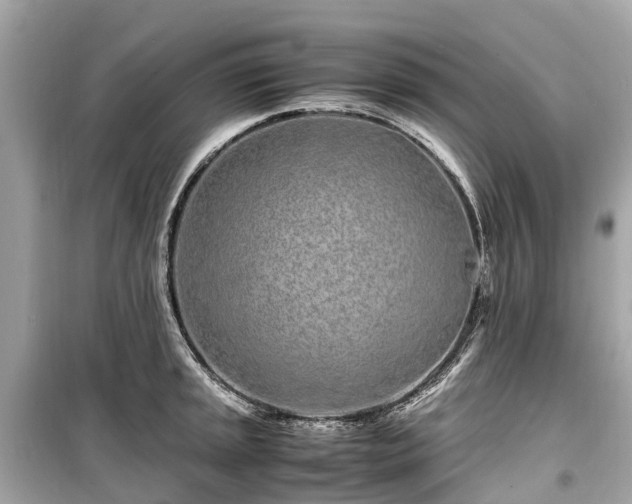 X0000099431045200805161105