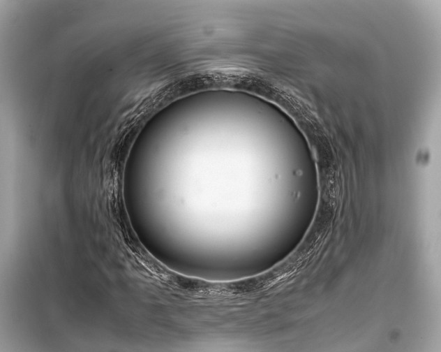 X0000099431061200805161105